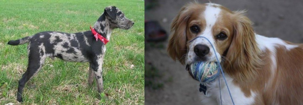 Cockalier vs Atlas Terrier - Breed Comparison