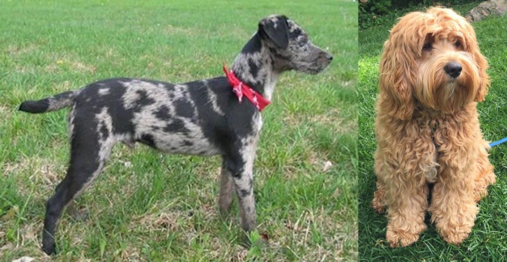 Cockapoo vs Atlas Terrier - Breed Comparison