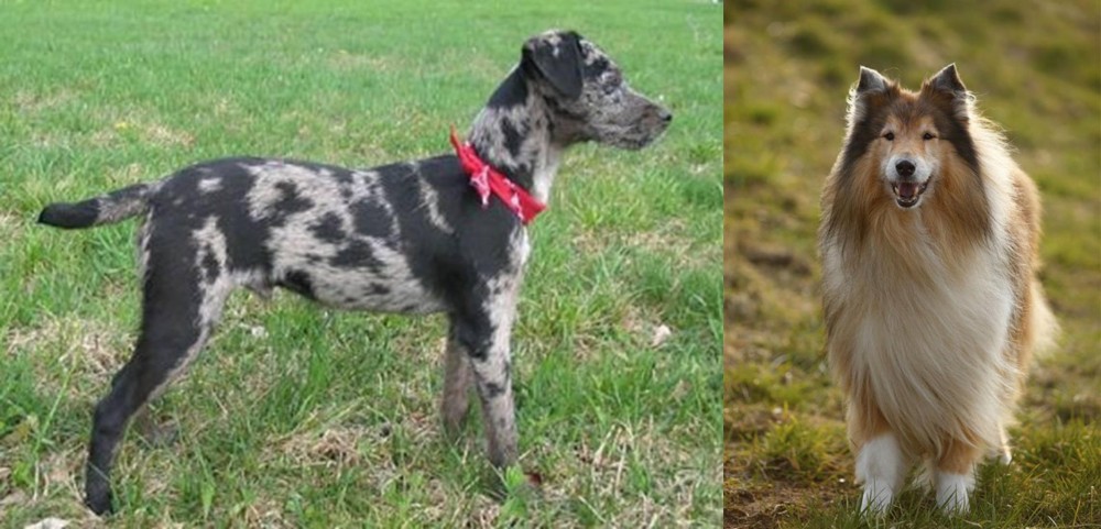 Collie vs Atlas Terrier - Breed Comparison