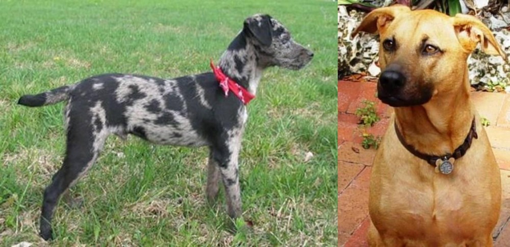 Combai vs Atlas Terrier - Breed Comparison