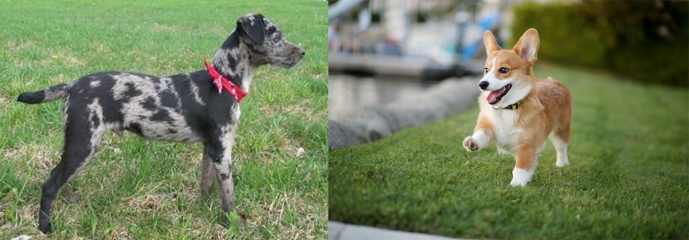 Corgi vs Atlas Terrier - Breed Comparison