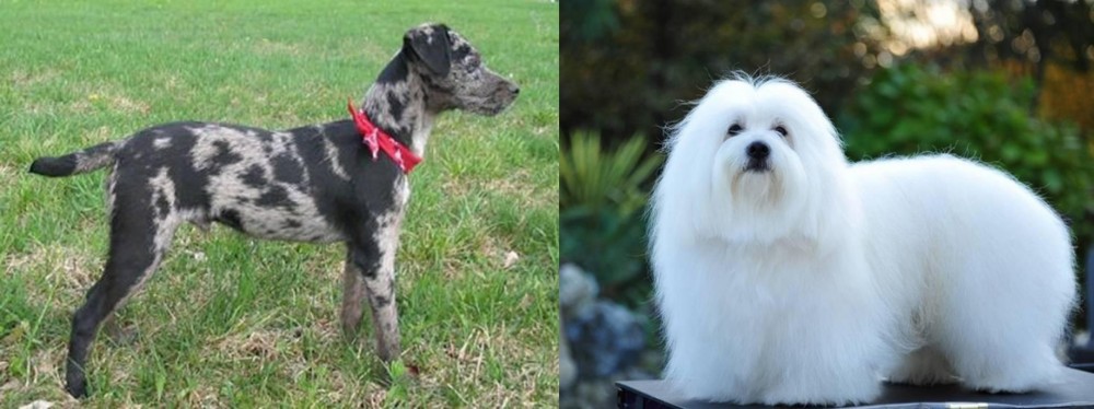 Coton De Tulear vs Atlas Terrier - Breed Comparison