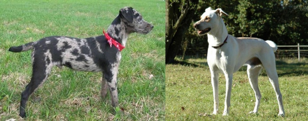 Cretan Hound vs Atlas Terrier - Breed Comparison