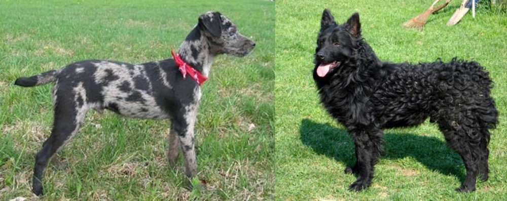 Croatian Sheepdog vs Atlas Terrier - Breed Comparison