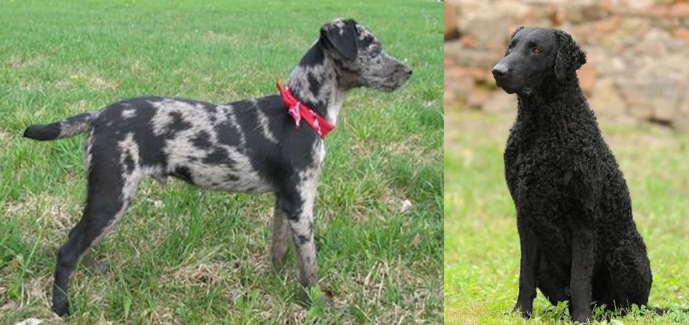 Curly Coated Retriever vs Atlas Terrier - Breed Comparison