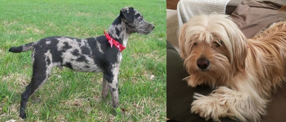 Cyprus Poodle vs Atlas Terrier - Breed Comparison