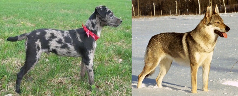 Czechoslovakian Wolfdog vs Atlas Terrier - Breed Comparison