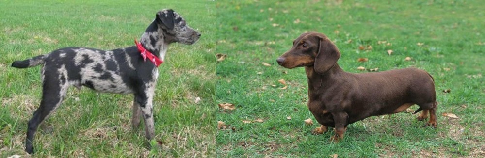 Dachshund vs Atlas Terrier - Breed Comparison