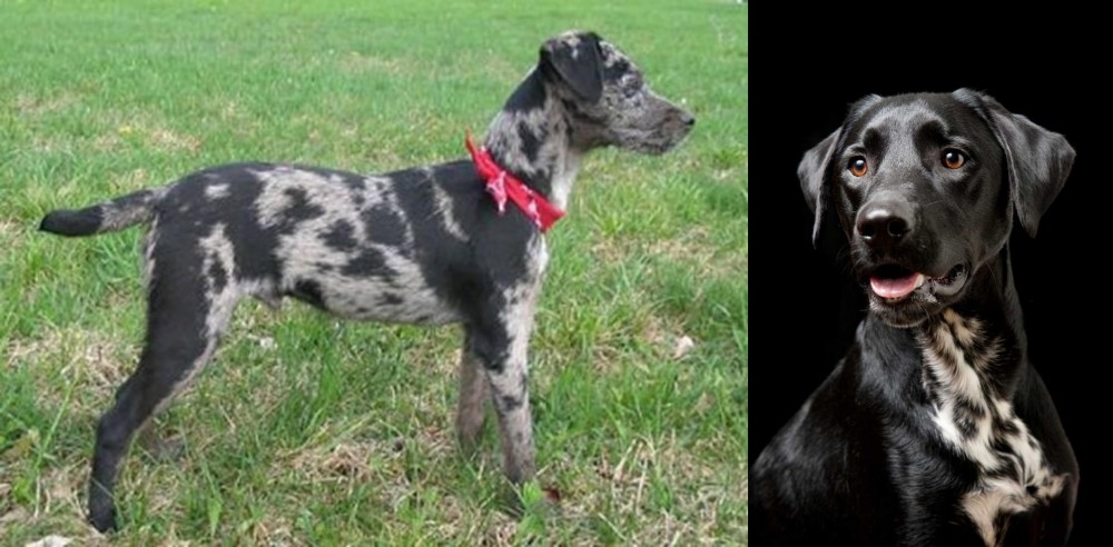 Dalmador vs Atlas Terrier - Breed Comparison
