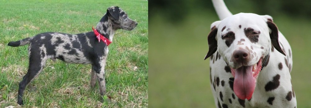 Dalmatian vs Atlas Terrier - Breed Comparison