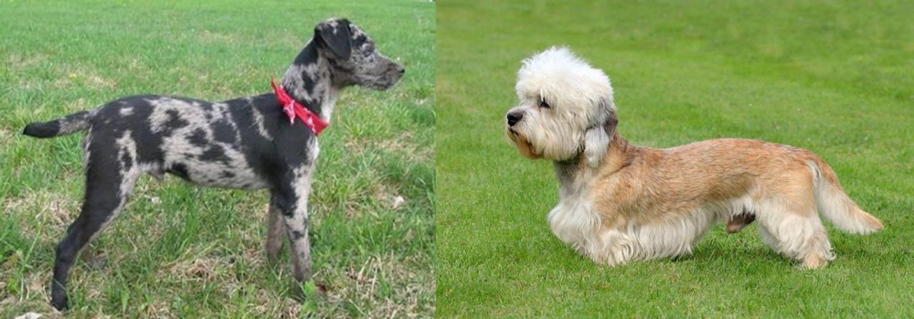 Dandie Dinmont Terrier vs Atlas Terrier - Breed Comparison