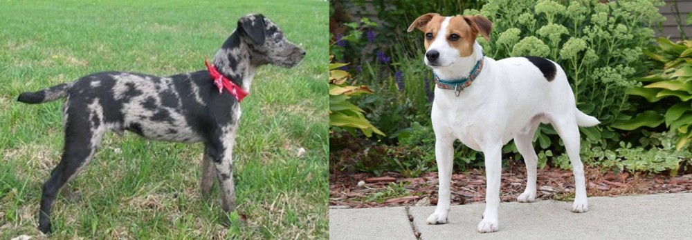 Danish Swedish Farmdog vs Atlas Terrier - Breed Comparison