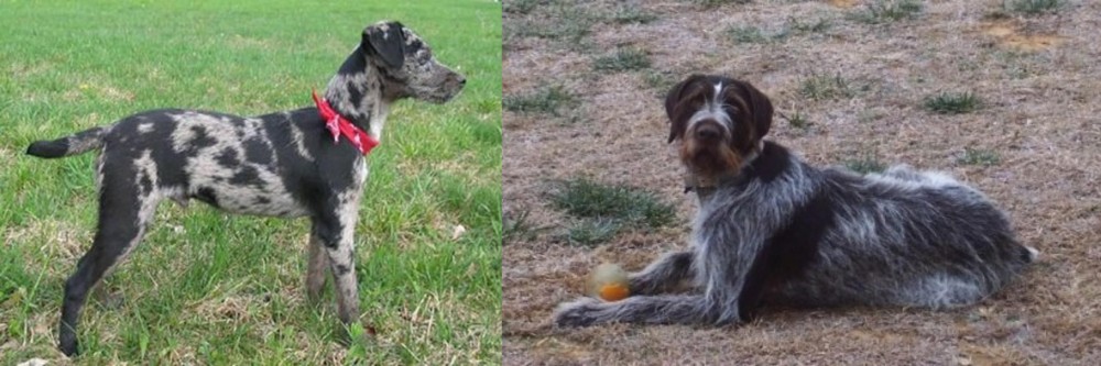 Deutsch Drahthaar vs Atlas Terrier - Breed Comparison