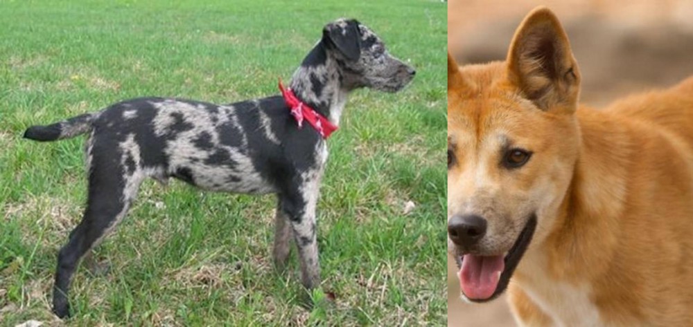 Dingo vs Atlas Terrier - Breed Comparison