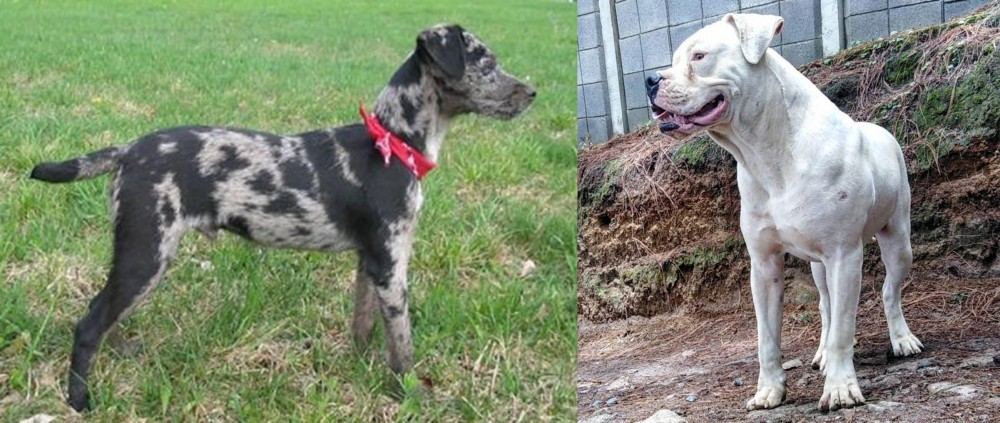 Dogo Guatemalteco vs Atlas Terrier - Breed Comparison