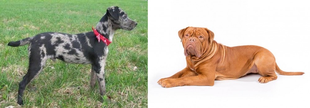 Dogue De Bordeaux vs Atlas Terrier - Breed Comparison