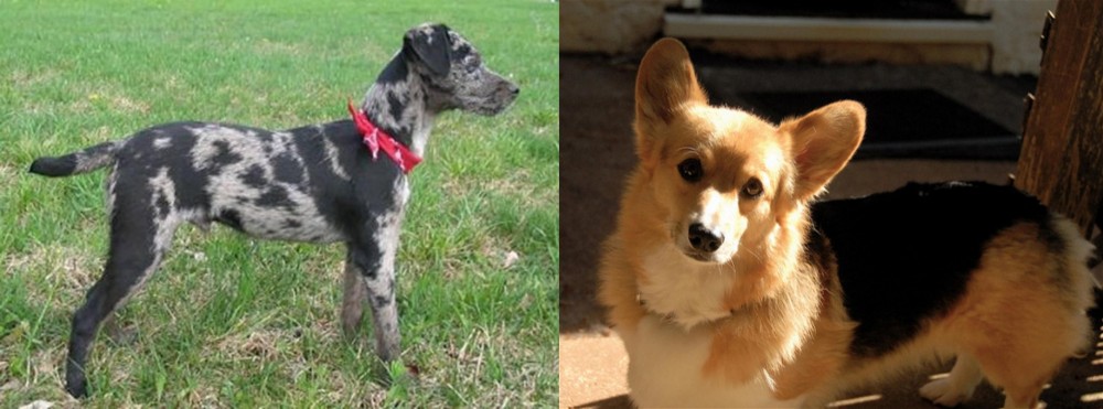 Dorgi vs Atlas Terrier - Breed Comparison