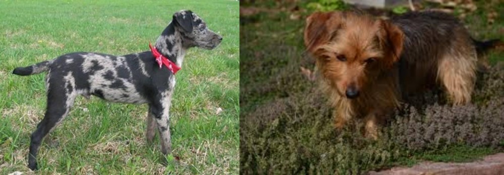 Dorkie vs Atlas Terrier - Breed Comparison