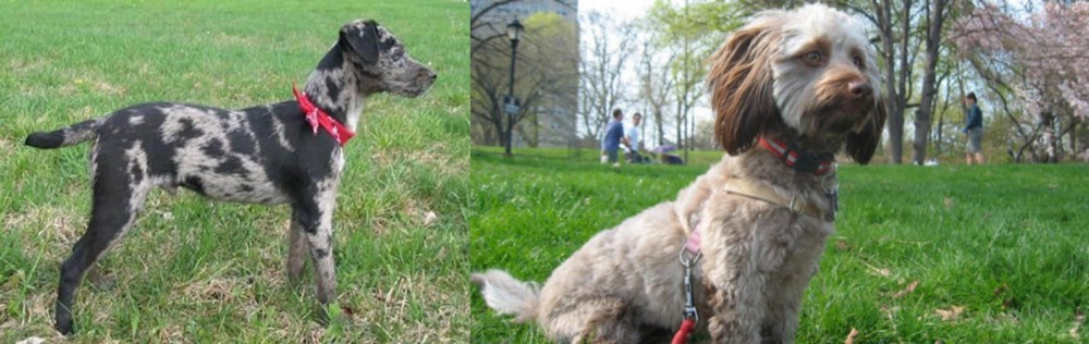 Doxiepoo vs Atlas Terrier - Breed Comparison