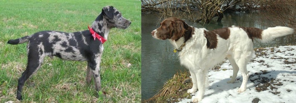 Drentse Patrijshond vs Atlas Terrier - Breed Comparison