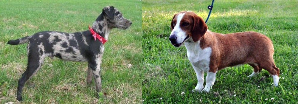 Drever vs Atlas Terrier - Breed Comparison