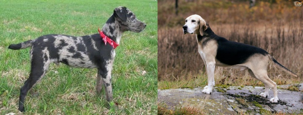 Dunker vs Atlas Terrier - Breed Comparison