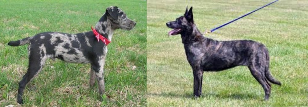 Dutch Shepherd vs Atlas Terrier - Breed Comparison