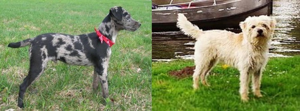 Dutch Smoushond vs Atlas Terrier - Breed Comparison