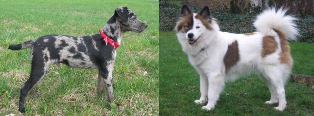 Elo vs Atlas Terrier - Breed Comparison