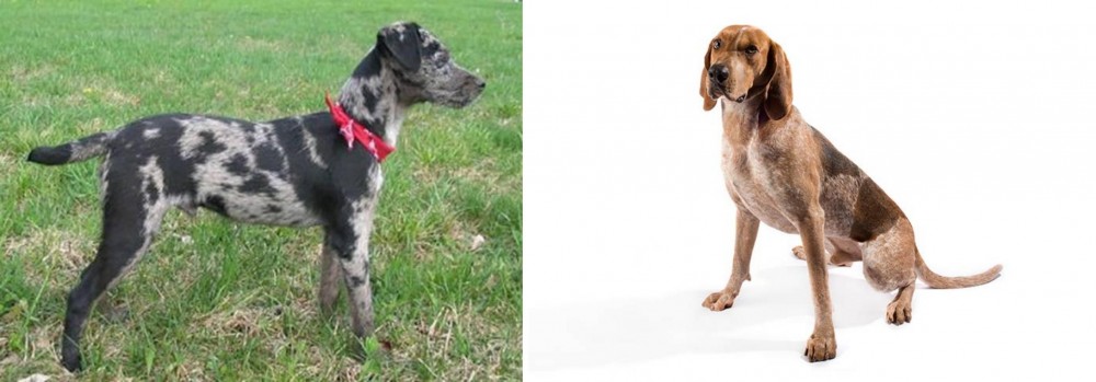 English Coonhound vs Atlas Terrier - Breed Comparison