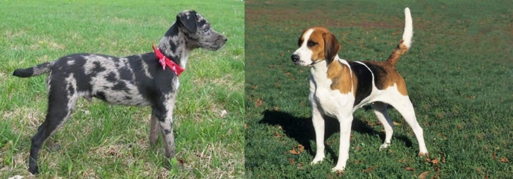 English Foxhound vs Atlas Terrier - Breed Comparison