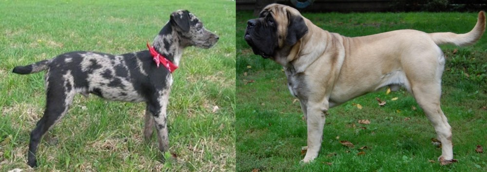 English Mastiff vs Atlas Terrier - Breed Comparison