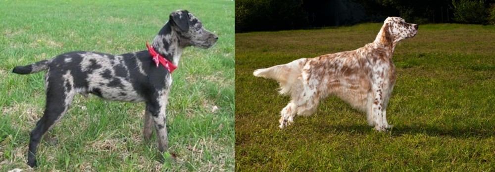 English Setter vs Atlas Terrier - Breed Comparison