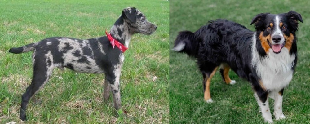 English Shepherd vs Atlas Terrier - Breed Comparison