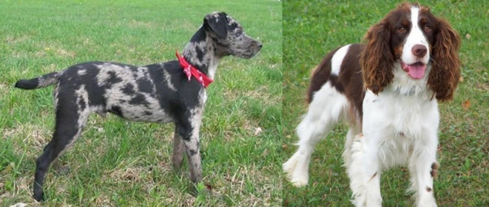 English Springer Spaniel vs Atlas Terrier - Breed Comparison