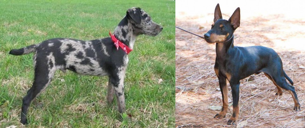 English Toy Terrier (Black & Tan) vs Atlas Terrier - Breed Comparison