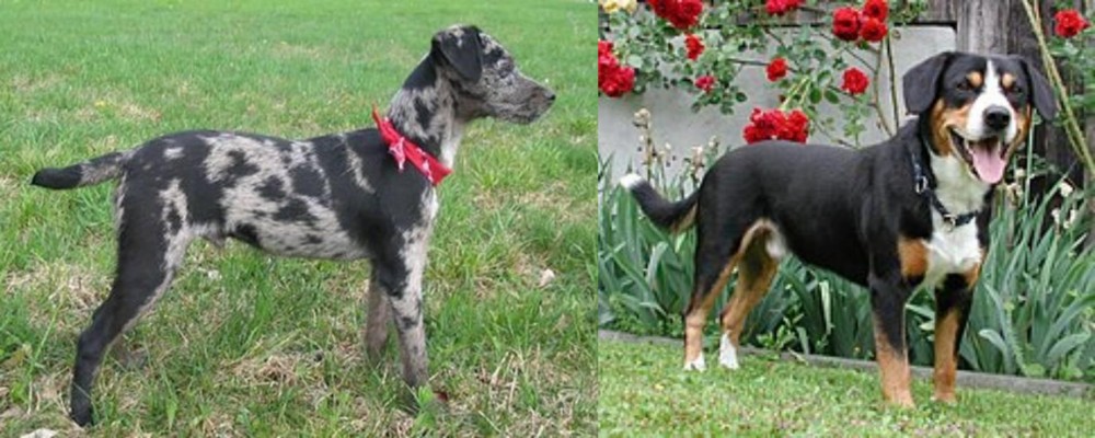 Entlebucher Mountain Dog vs Atlas Terrier - Breed Comparison
