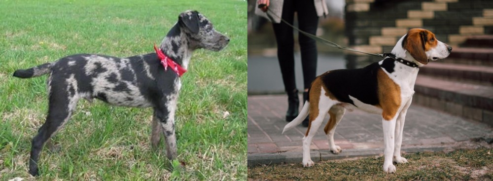 Estonian Hound vs Atlas Terrier - Breed Comparison