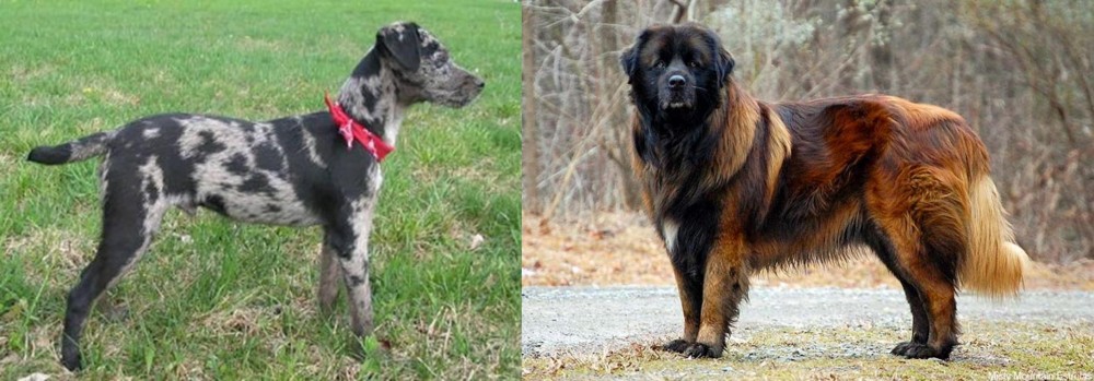 Estrela Mountain Dog vs Atlas Terrier - Breed Comparison