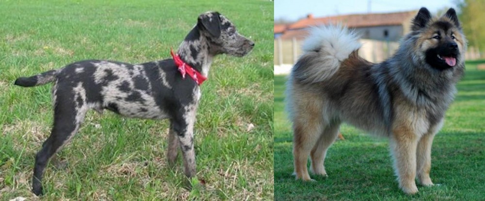 Eurasier vs Atlas Terrier - Breed Comparison