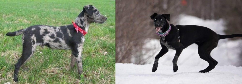 Eurohound vs Atlas Terrier - Breed Comparison