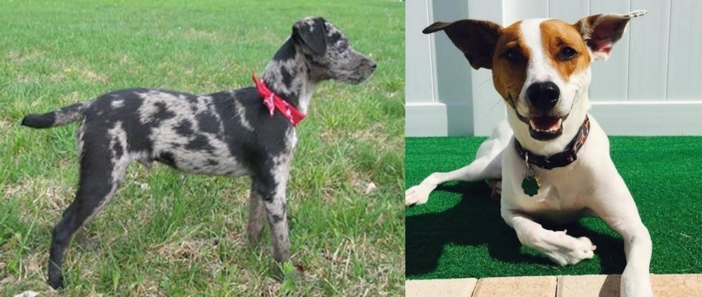 Feist vs Atlas Terrier - Breed Comparison