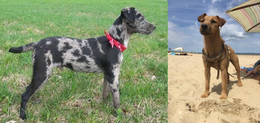 Fell Terrier vs Atlas Terrier - Breed Comparison