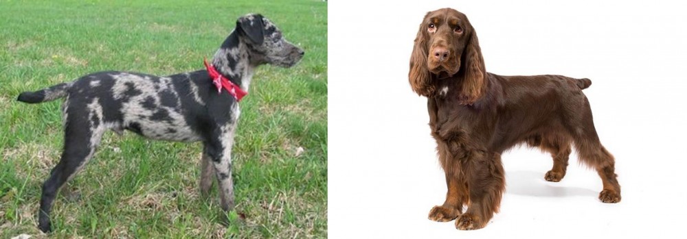 Field Spaniel vs Atlas Terrier - Breed Comparison