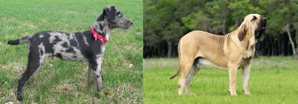 Fila Brasileiro vs Atlas Terrier - Breed Comparison