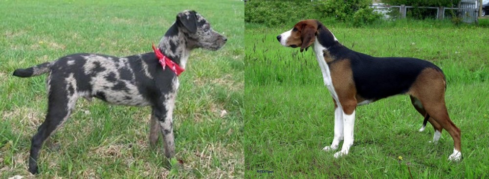 Finnish Hound vs Atlas Terrier - Breed Comparison