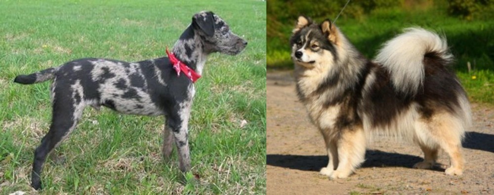 Finnish Lapphund vs Atlas Terrier - Breed Comparison