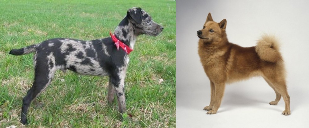 Finnish Spitz vs Atlas Terrier - Breed Comparison