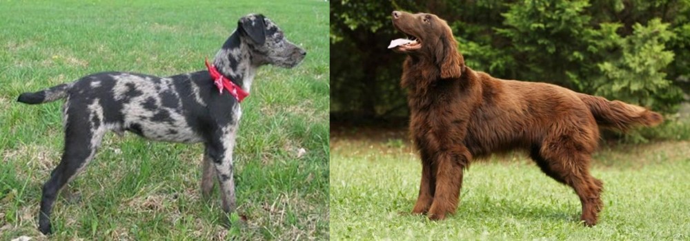 Flat-Coated Retriever vs Atlas Terrier - Breed Comparison