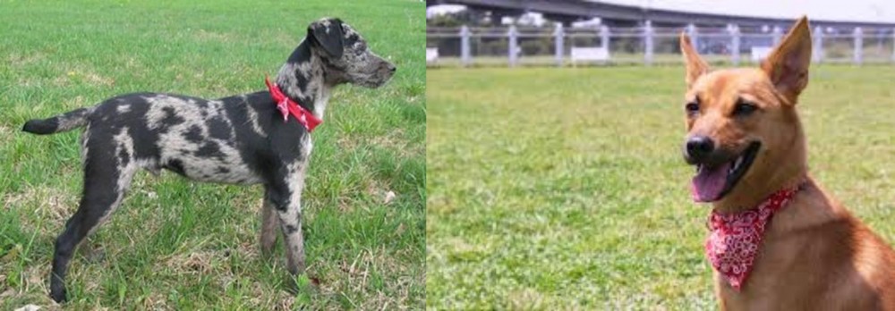 Formosan Mountain Dog vs Atlas Terrier - Breed Comparison